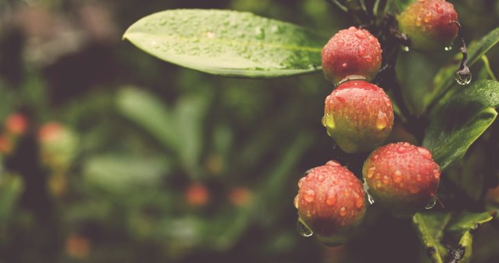 Exploring the Health Benefits of Surinam Cherry