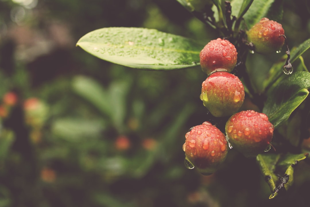 Photo Fruit tree