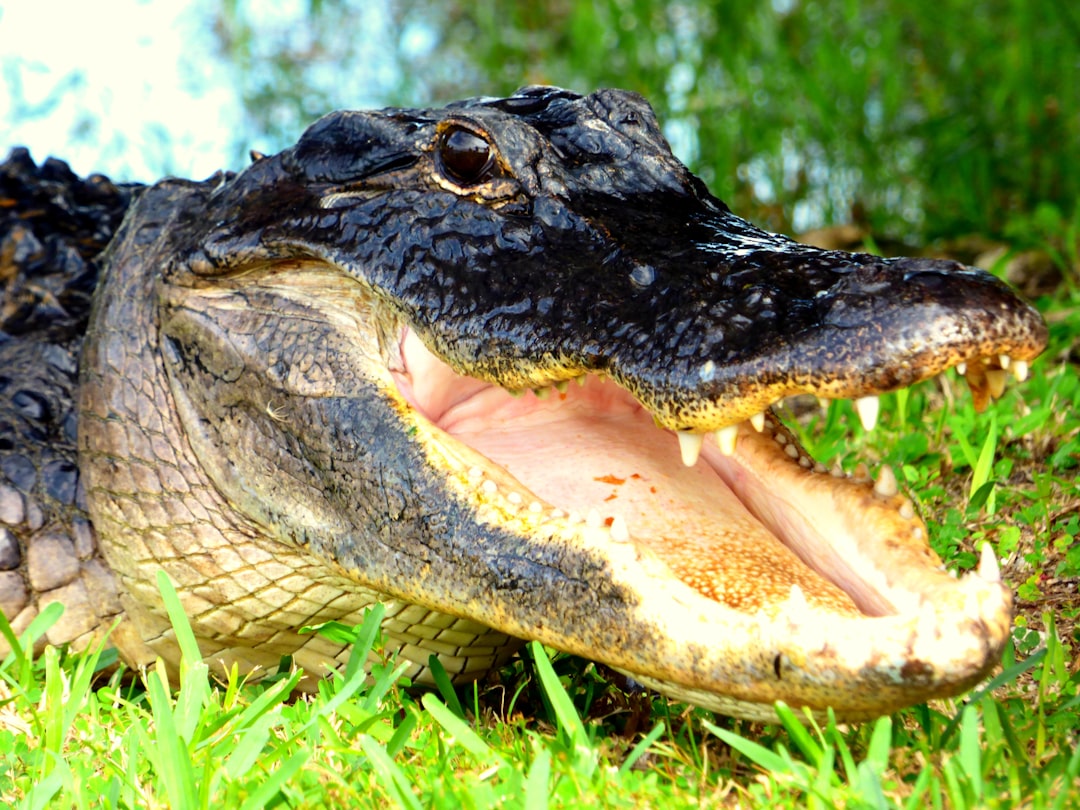 Photo Swamp, Alligator